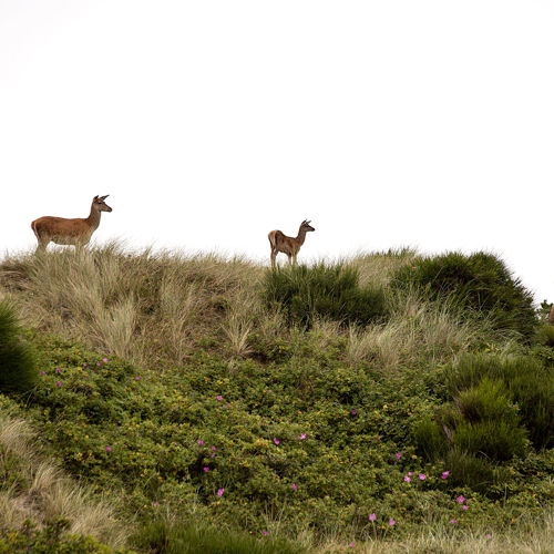 Vejers Strand Camping Pladsen Natur Klitter Rådyr
