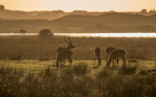 Vejers Strand Camping Natur Rådyr