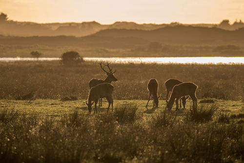 Vejers Strand Camping Natur Rådyr