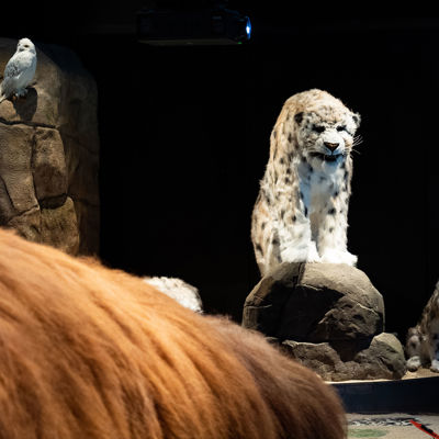 Vejers Strand Camping Tirpitz Pressefoto Sabeltandstiger