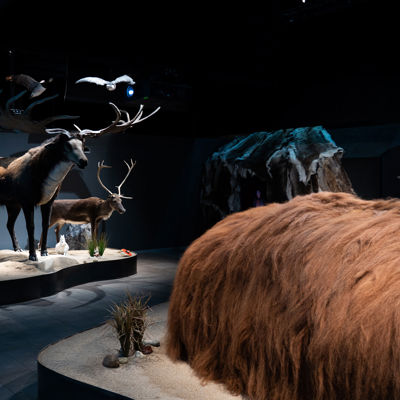 Vejers Strand Camping Tirpitz Pressefoto Oldtidshjort